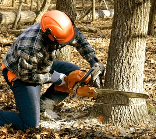Tree Removal in Nova, OH